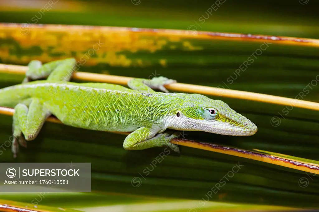 Hawaii, Green Anole Lizard Anolis Carolinensis Porcatus, clings to a palm frond.