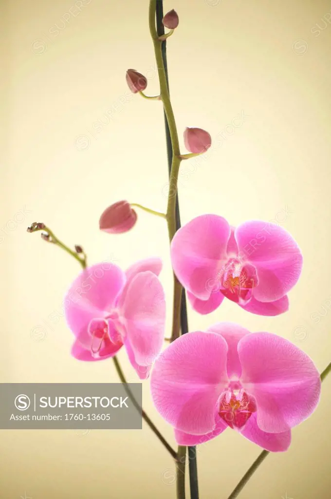 Hawaii, Kauai, Pink orchids on tan studio background.
