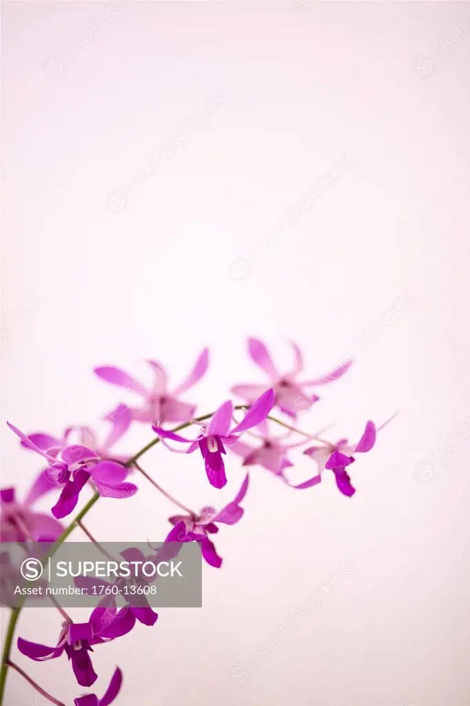 Hawaii, Kauai, Purple orchids with pink studio background.