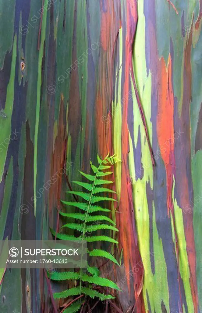 Hawaii, Maui, Rainbow Eucalyptus tree trunk and fern.
