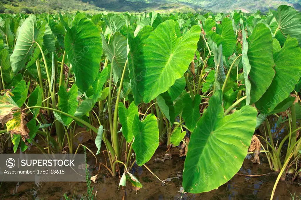 Hawaii, Kauai, North Shore, Hanalei Valley, Taro growing in fields.