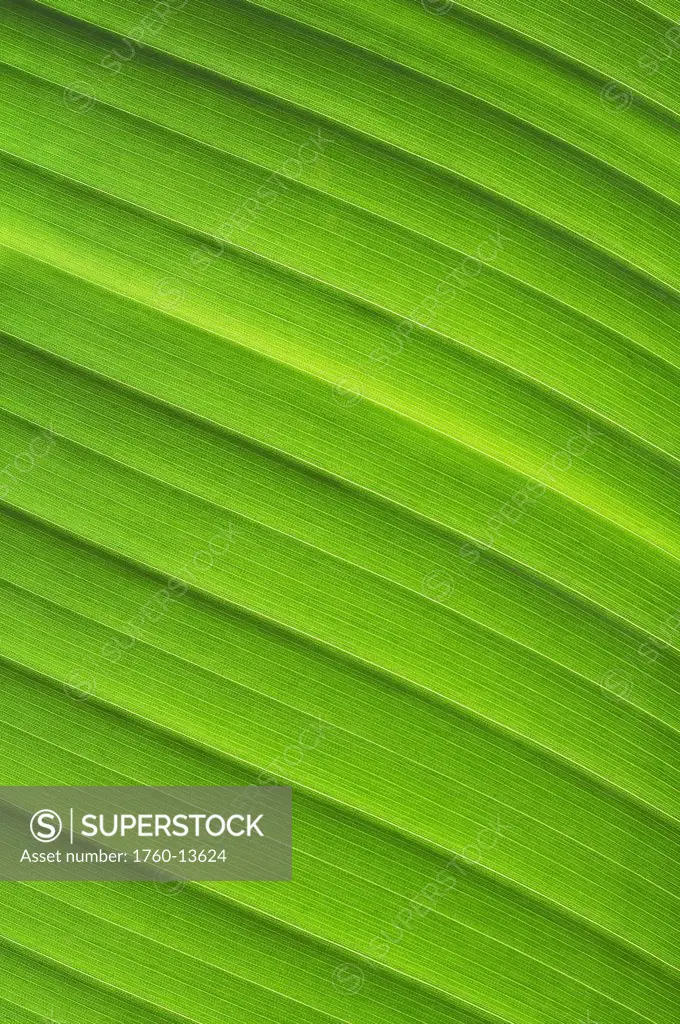 Hawaii, Oahu, Detail of tropical green leaf.