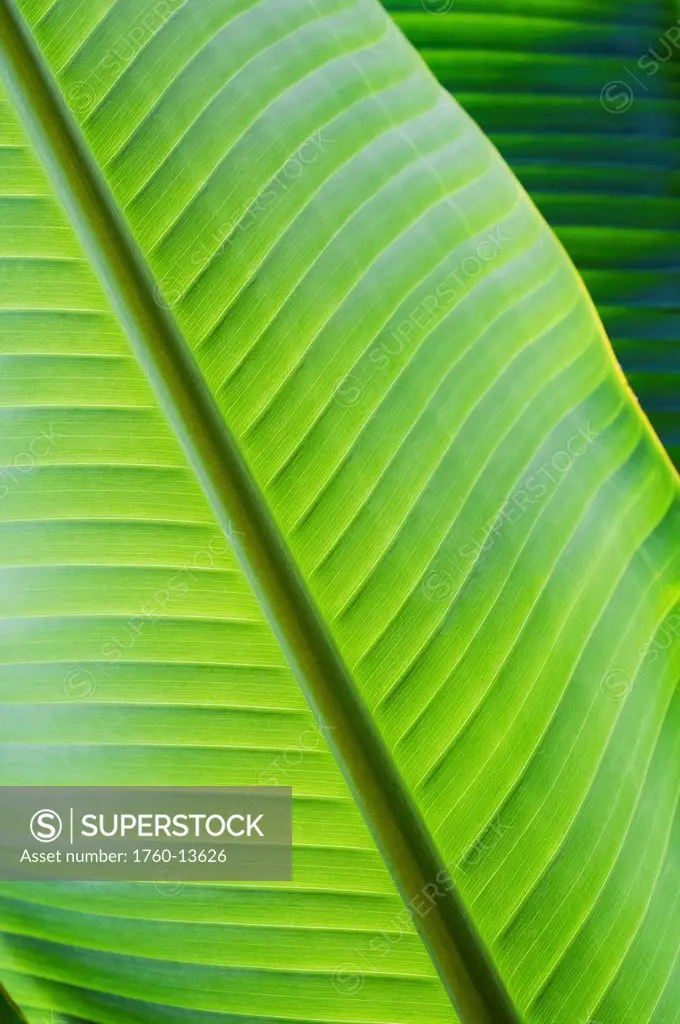 Hawaii, Oahu, Detail of vibrant tropical leaves.