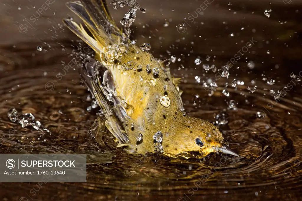 Ecuador, Galapagos Archipelago, Santa Cruz Island, Galapagos Mangrove Warbler or yellow warbler Dendroica petechia aureola taking a bath in water.