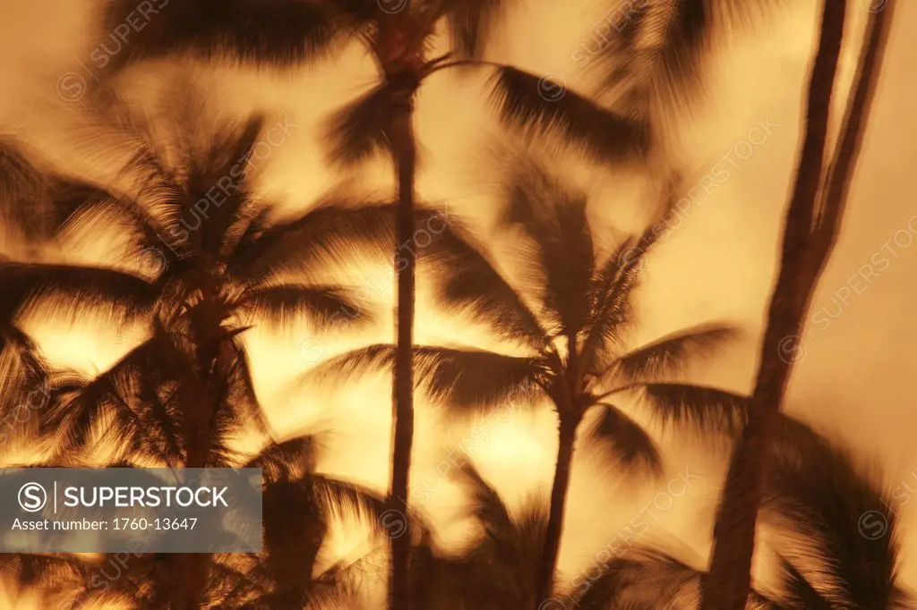 Hawaii, Oahu, Abstract motion blur of palm trees, Long exposure.