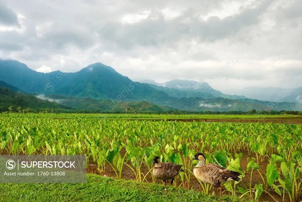 Hawaii, Kauai, Hanalei Valley, Nene geese next to taro fields.