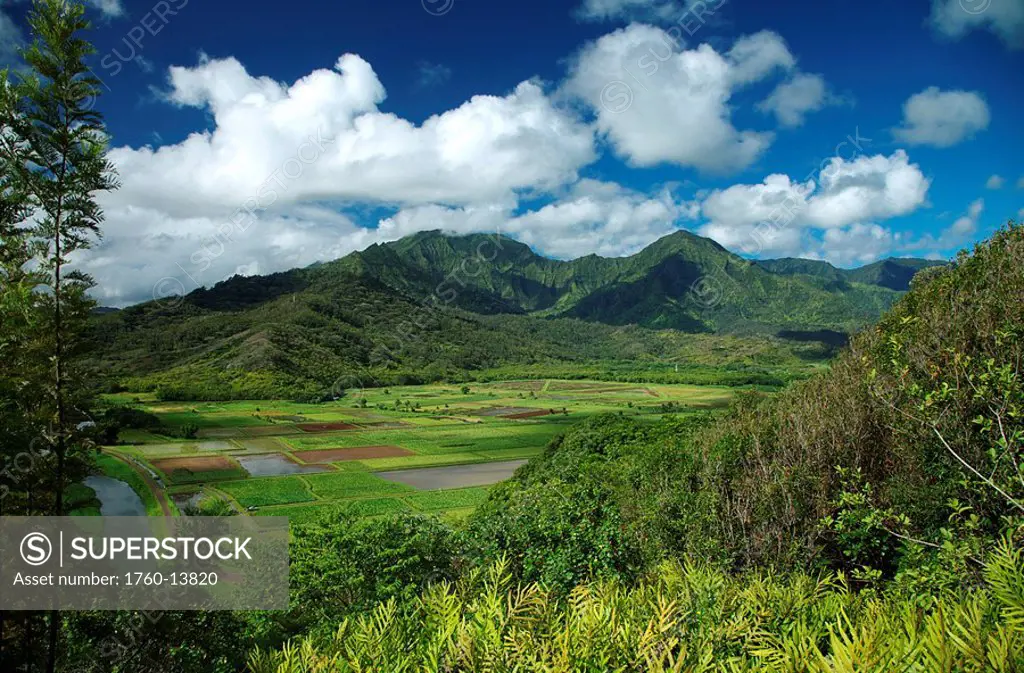 Hawaii, Kauai, North Shore, View of Hanalei Valley and taro fields.