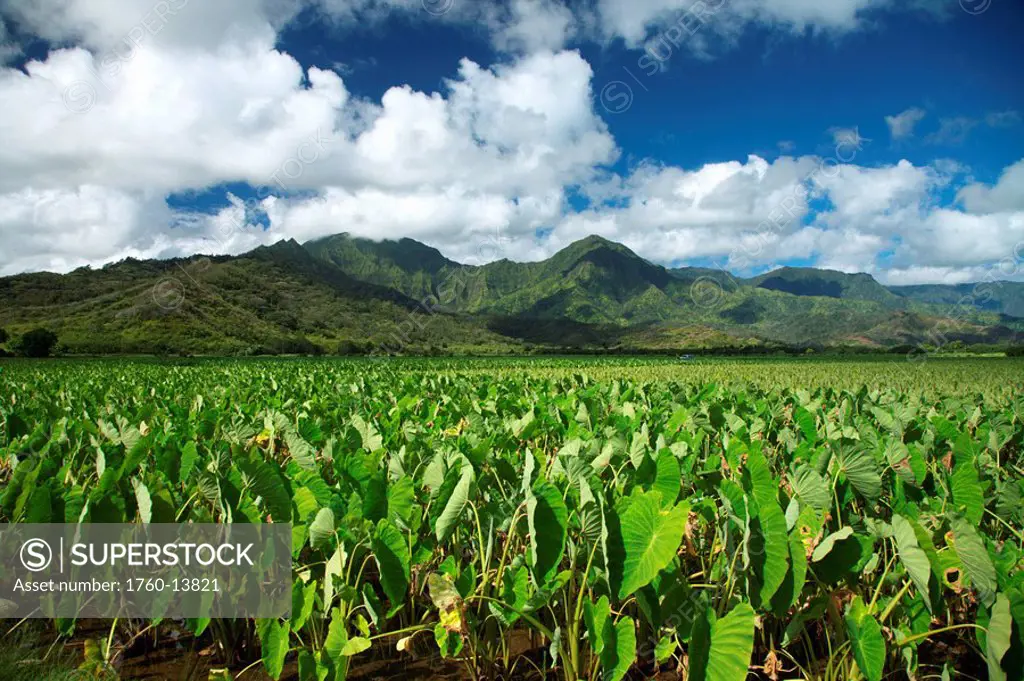 Hawaii, Kauai, North Shore, Hanalei Valley, Taro growing in fields.