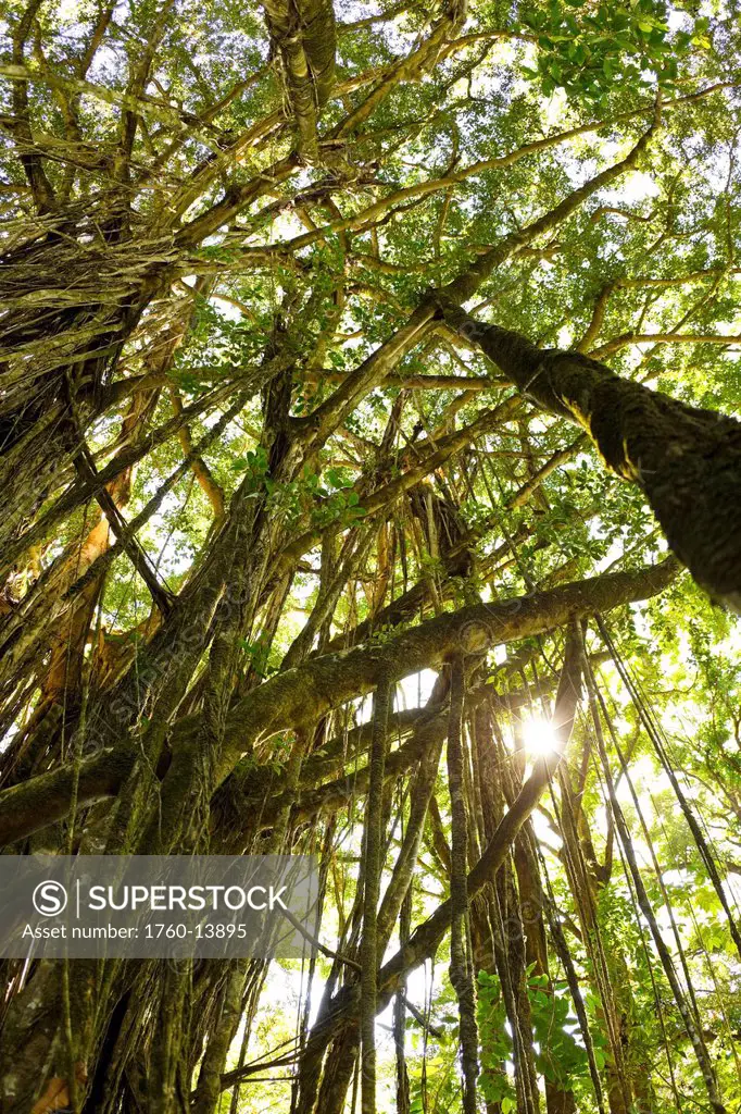 Hawaii, Maui, Nahiku, Beautiful Banyan tree, Sunlight filtering through branches.