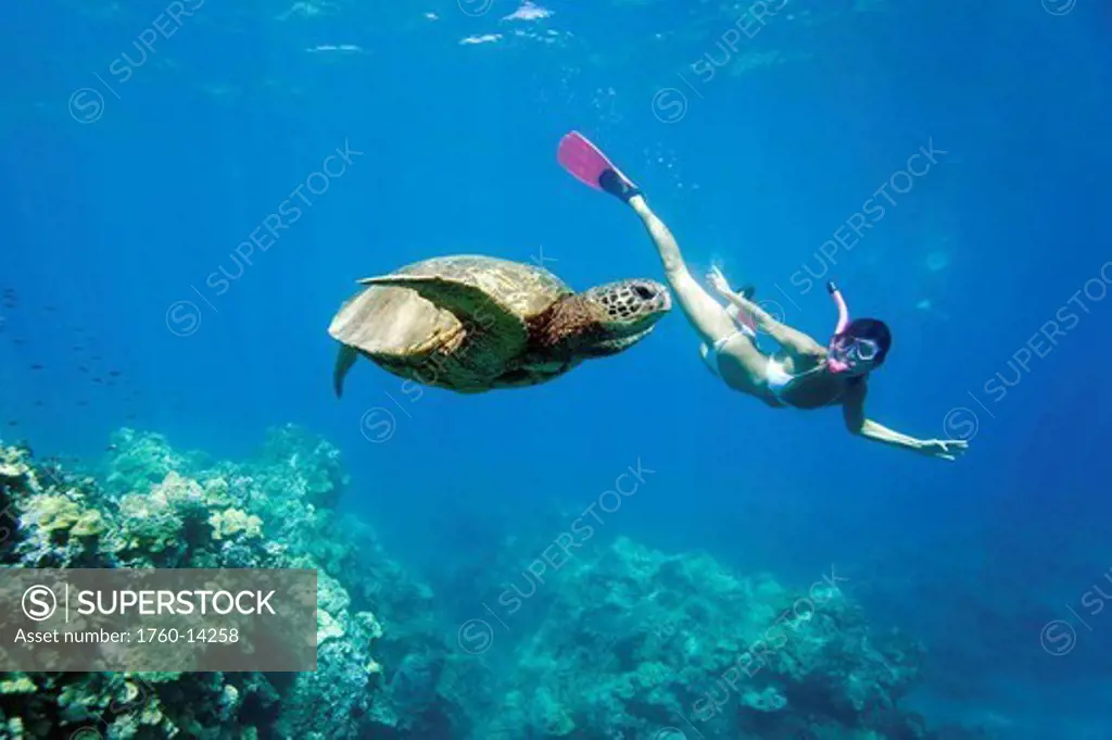 Hawaii, Maui, Green Sea Turtle Chelonia mydas Honu and free diver.
