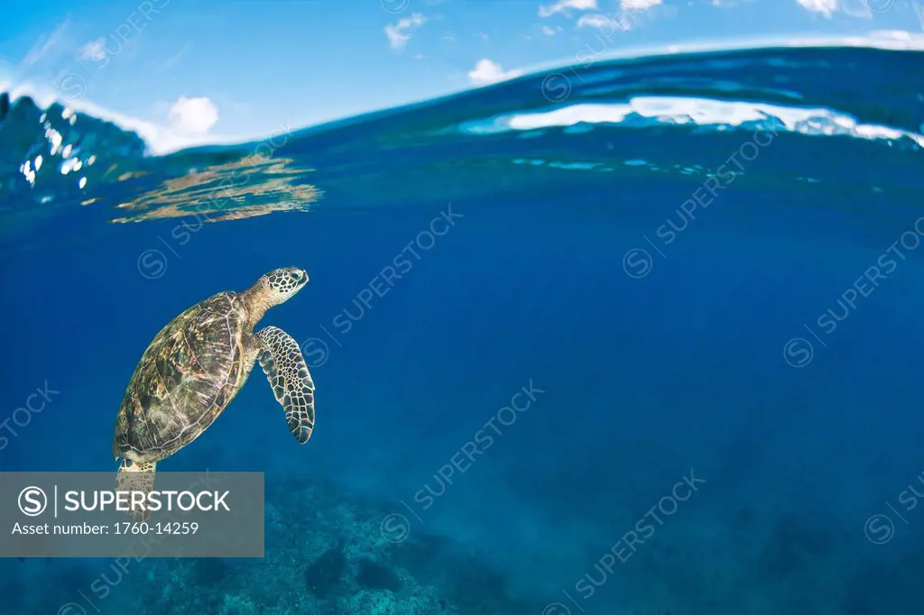 Hawaii, Green Sea Turtle Honu Chelonia mydas near ocean surface.