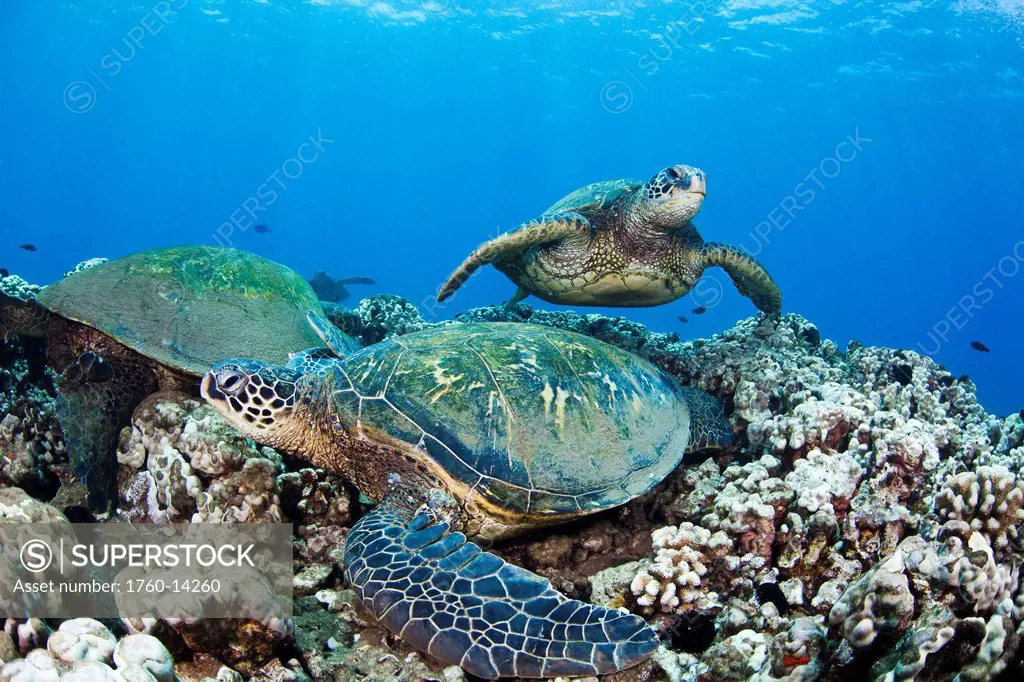 Hawaii, Green Sea Turtles Honu Chelonia mydas on ocean reef.
