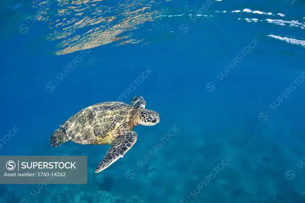 Hawaii, Green Sea Turtle Honu Chelonia mydas in blue ocean.