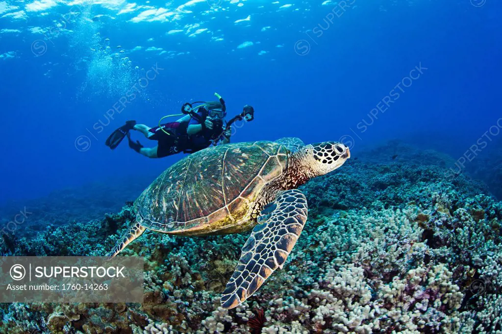 Hawaii, Maui, Green Sea Turtle Honu Chelonia mydas just above coral reef, Free diver with camera in background.