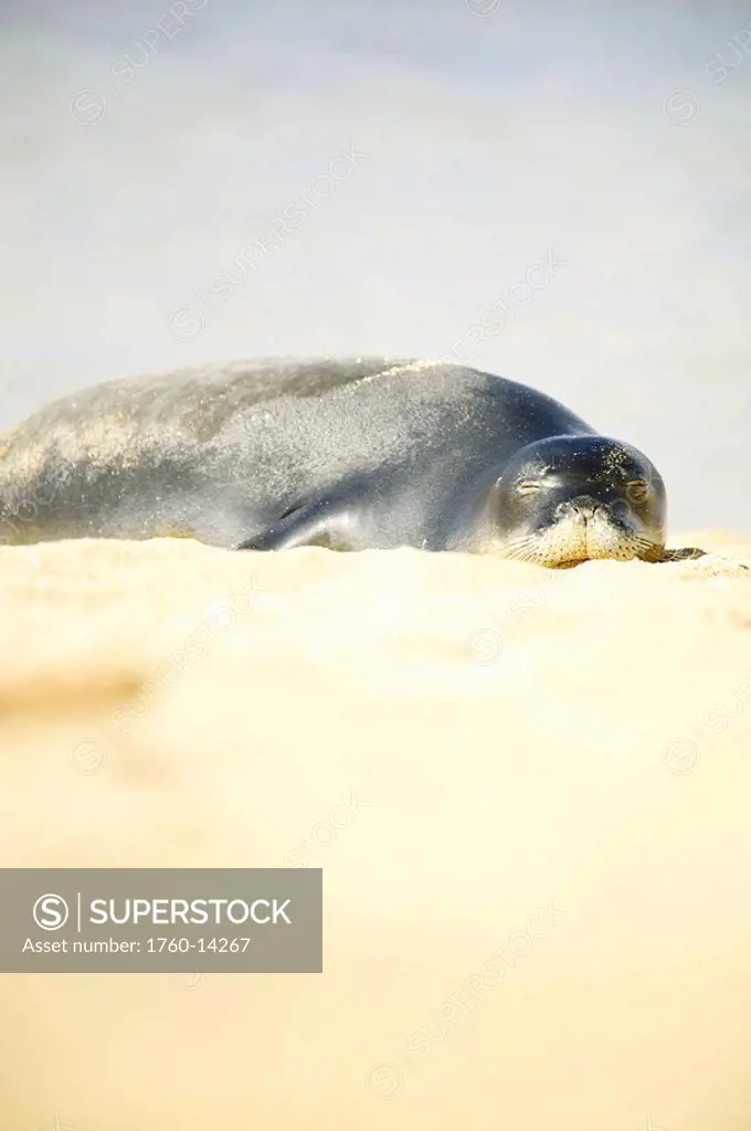 Hawaii, Kauai, Tunnel´s Beach, 1 year_old orphaned Monk Seal pup Monachus schauinslandi.