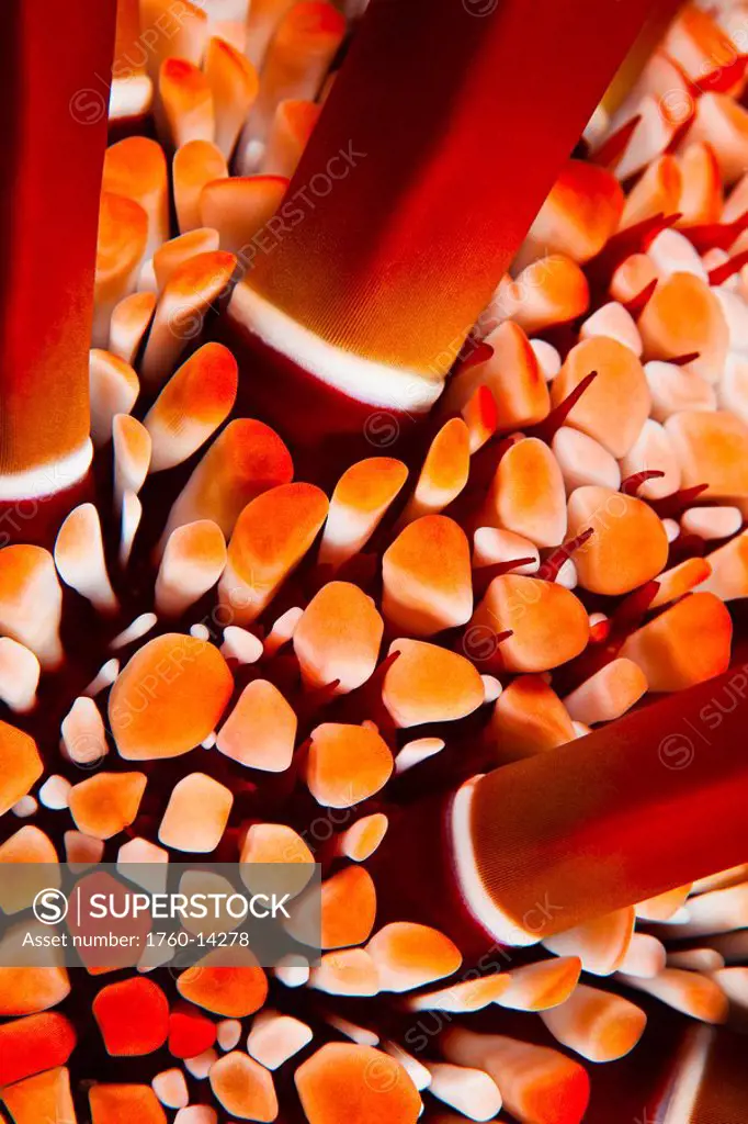 Hawaii, Close_up of Slate Pencil Sea Urchin Heterocentrotus mammillatus.