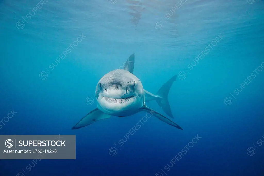 Mexico, Guadalupe Island offshore, Great White Shark Carcharodon carcharias in deep ocean water, View from front.