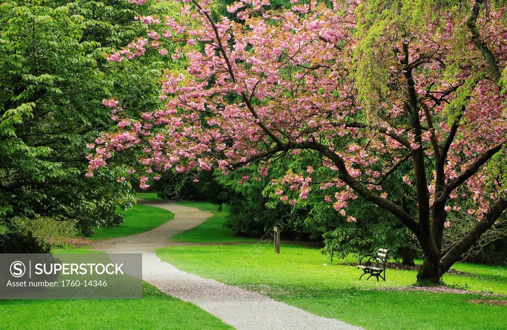 Washington, Seattle, Washington Park Arboretum, Blossoming cherry tree over Azalea Way.