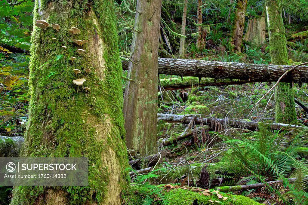 Canada, British Columbia, Moss covered trees near Sechelt.