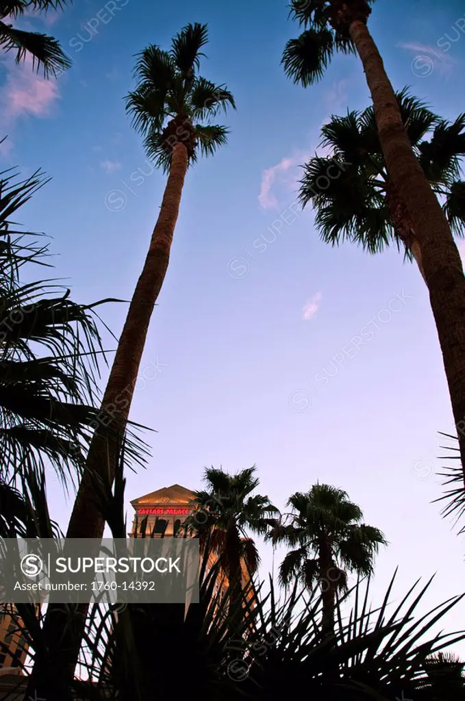 Nevada, Las Vegas, Palm trees reaching toward sky, Caesars Palace in distance.
