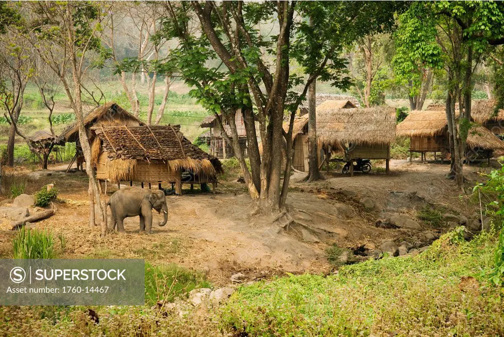 Thailand, Chiang Mai Province, Patara Elephant Farm.