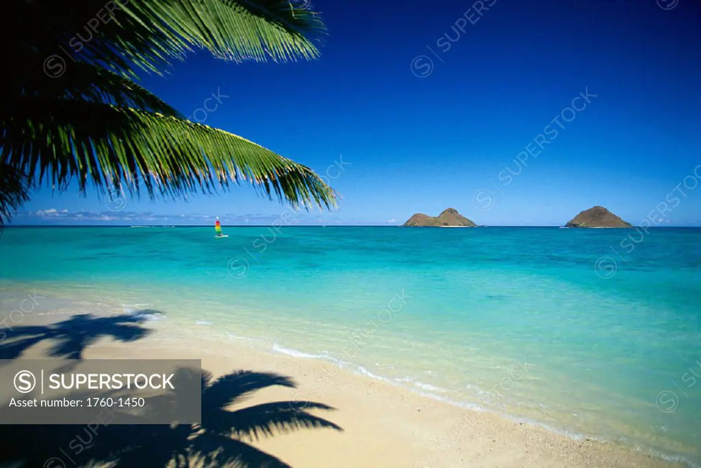 Hawaii, Oahu, Lanikai Beach, hobie cat sailing near Mokulua Islands, palms C1554