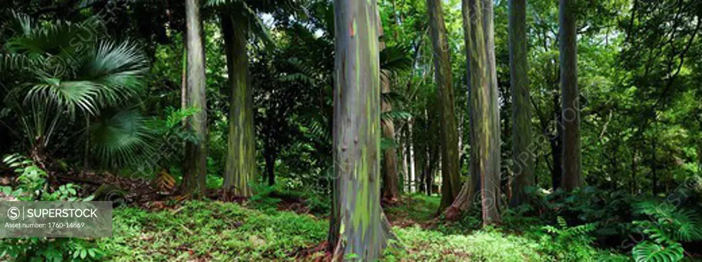Hawaii, Maui, Rainbow Eucalyptus Eucalyptus deglupta along Road to Hana.