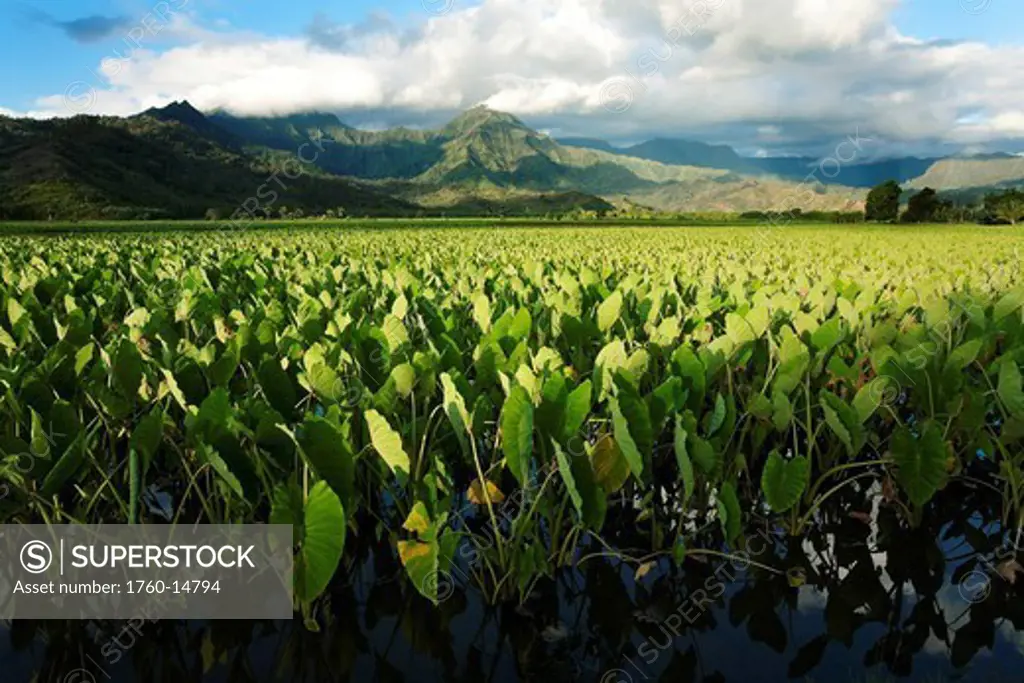 Hawaii, Kauai, Taro fields of Hanalei Valley.