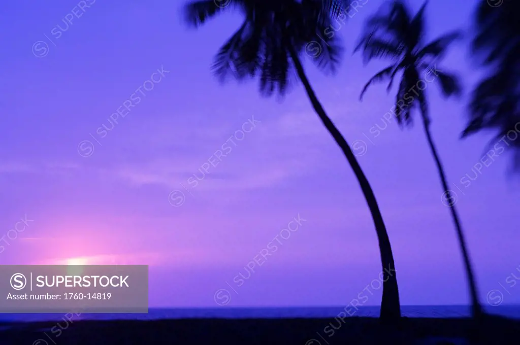 Hawaii, Big Island, South Kona, Pu´uhonua O Honaunau National Historial Park, Sunset and Coconut Palm trees along ocean, Soft focus.