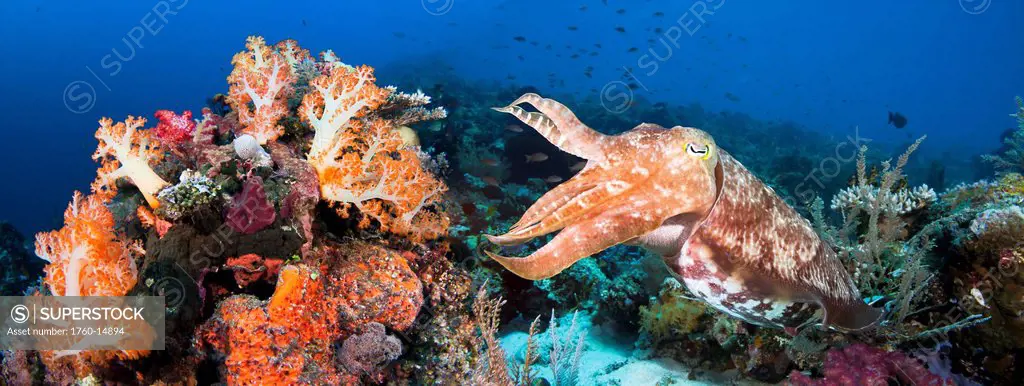 DC Indonesia, Komodo, Digital composite of two images with reef scene and Broadclub Cuttlefish Sepia Latimanus.