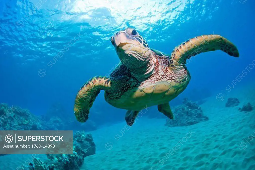 Hawaii, Green Sea Turtle Chelonia mydas in blue ocean water.