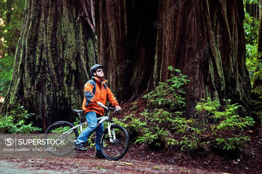 California, Big Basin Redwoods State Park, Man biking on trail in woods stops to admire the scenery.
