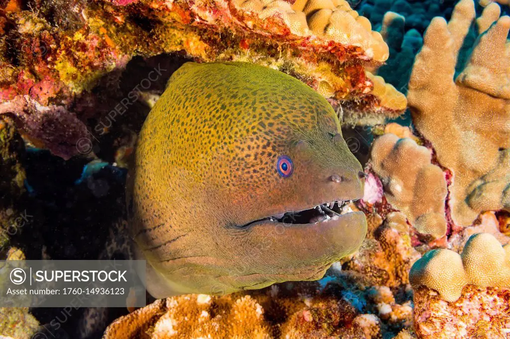 The Giant Moray Eel (Gymnothorax javanicus) can be found around the world in tropical waters, but is very rare in Hawaii; Hawaii, United States of Ame...