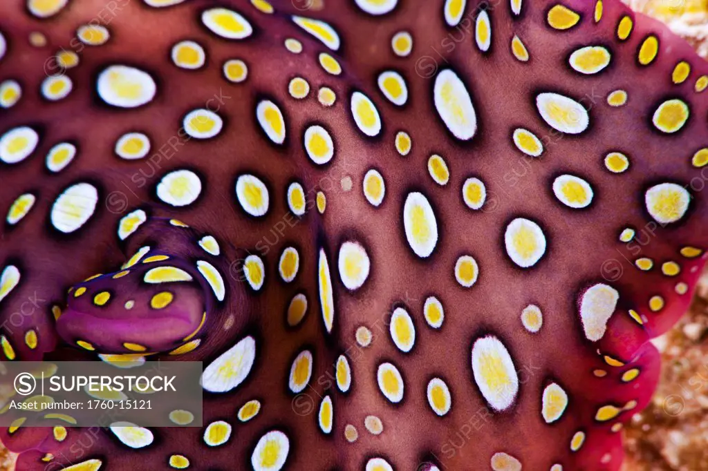 A close look at the pattern on the Hawaiian spotted flatworm Pseudobiceros sp, a species that is endemic to Hawaii.