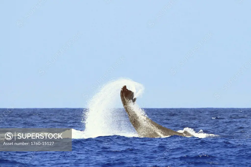 Big Island, Hawaii, Central Pacific Ocean, endangered Humpback Whale Megaptera novaeangliae tail lobbing.