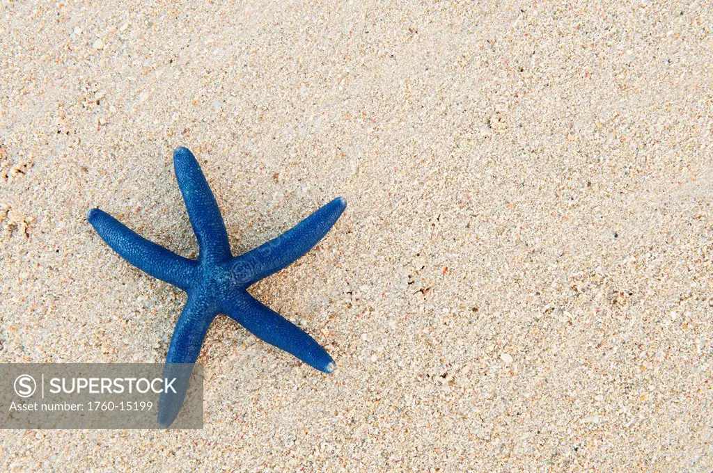 Fiji, Viti Levu Island, Blue sea star on beach at Shangri_La resort.