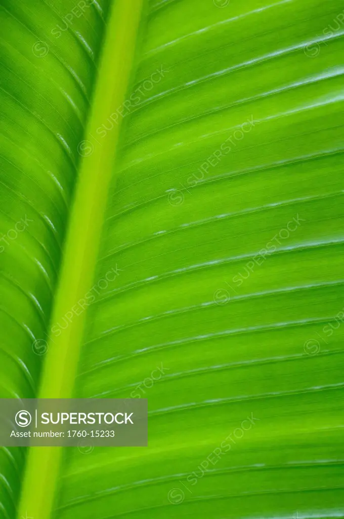 Close_up detail of a Palm leaf.