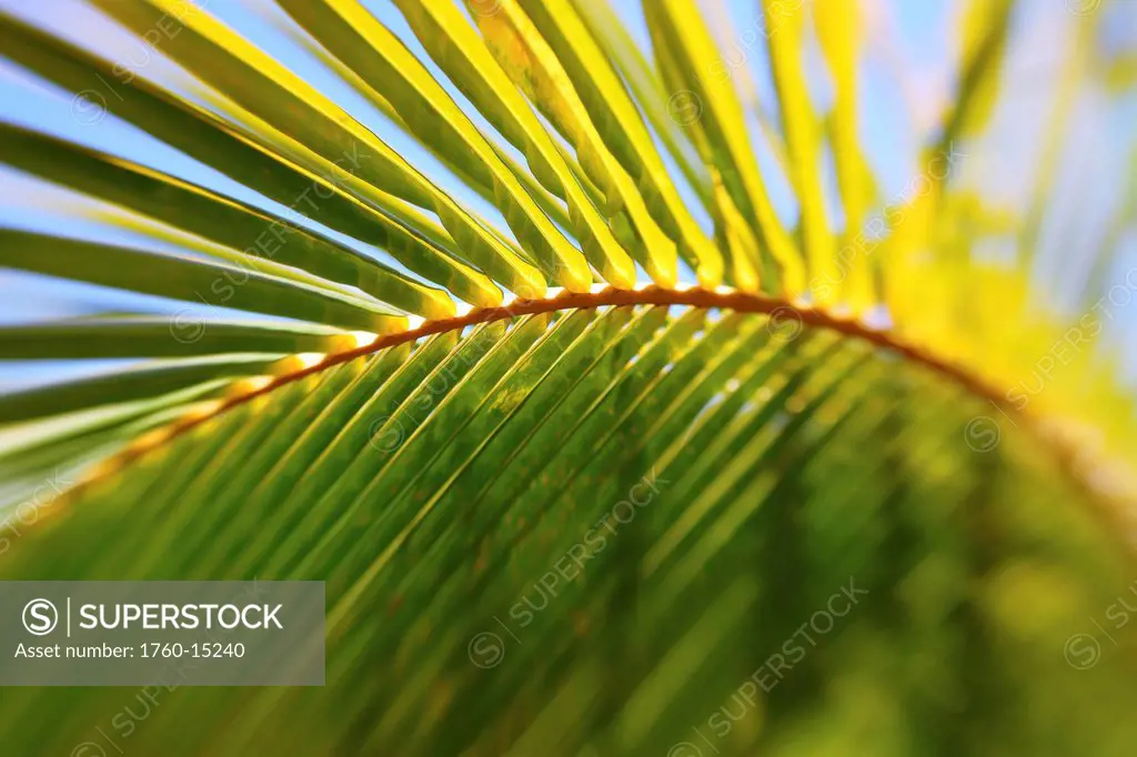 Artistic shot of a Palm leaf and branch, Shallow depth of field.
