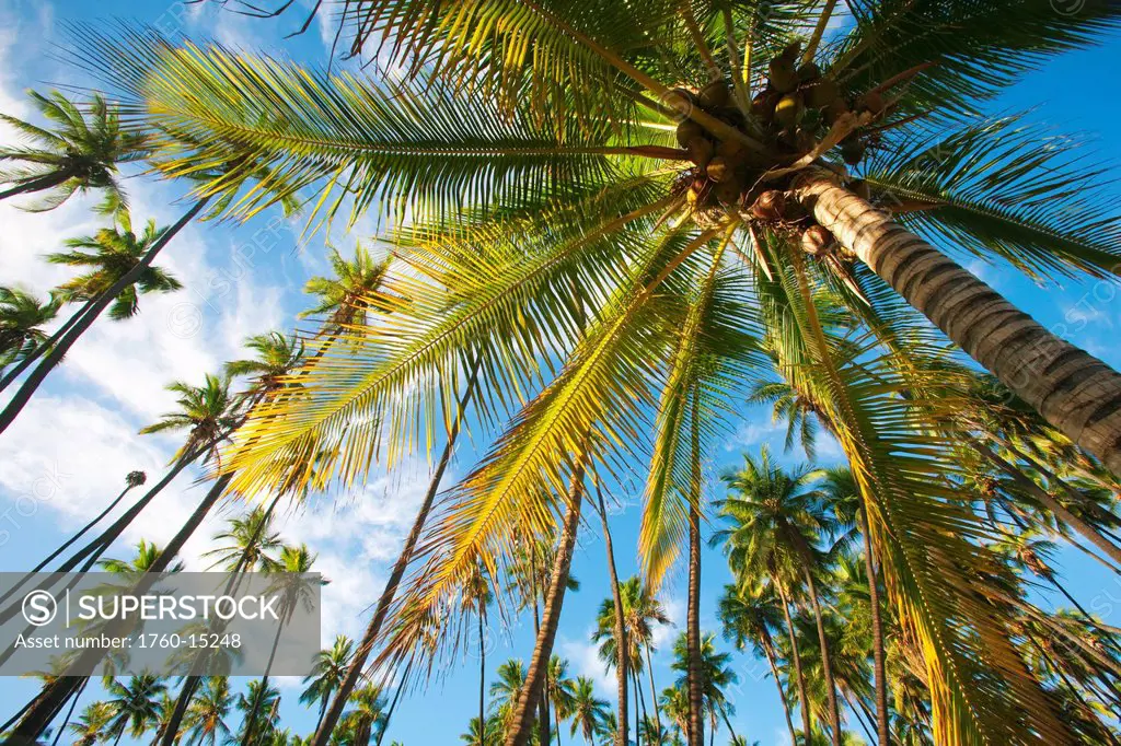 Hawaii, Molokai, Kaunakaki, Royal Coconut Grove, Several palm trees, view from below.