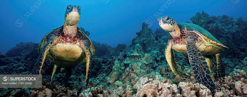 DC Hawaii, Green sea turtles Chelonia mydas, an endangered species