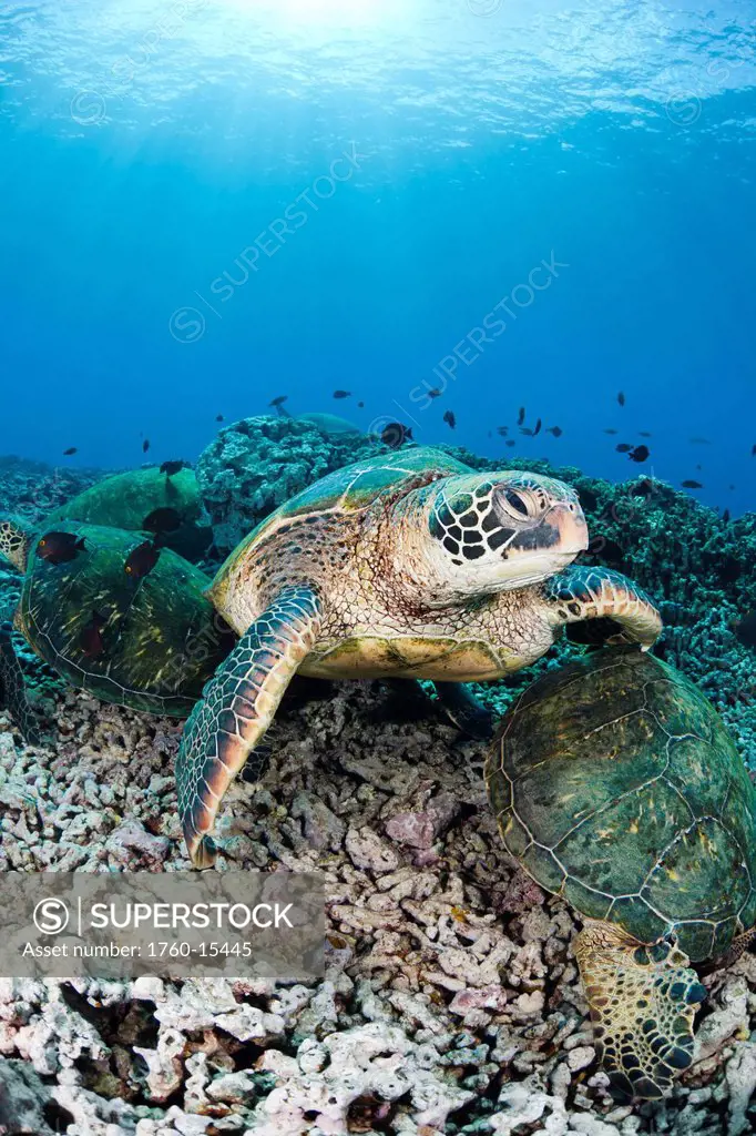 Hawaii, Maui, Several green sea turtles Chelonia mydas gather at a cleaning station on the reef