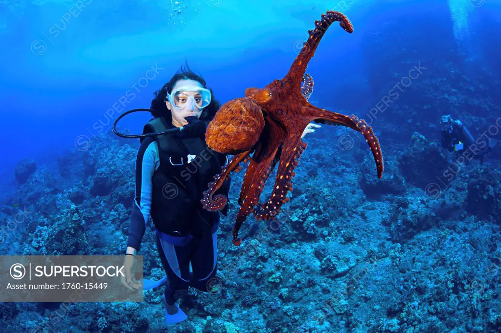 Hawaii, Female diver has her picture taken with an octopus Octopus cyanea