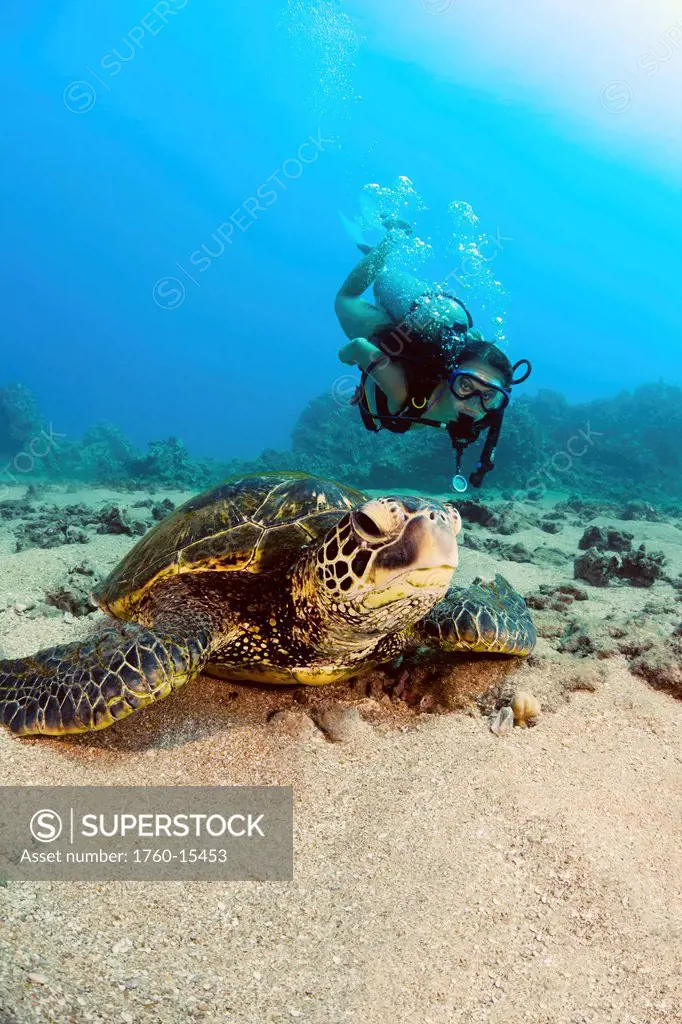 Hawaii, Diver gets a close_up view of a green sea turtle Chelonia mydas