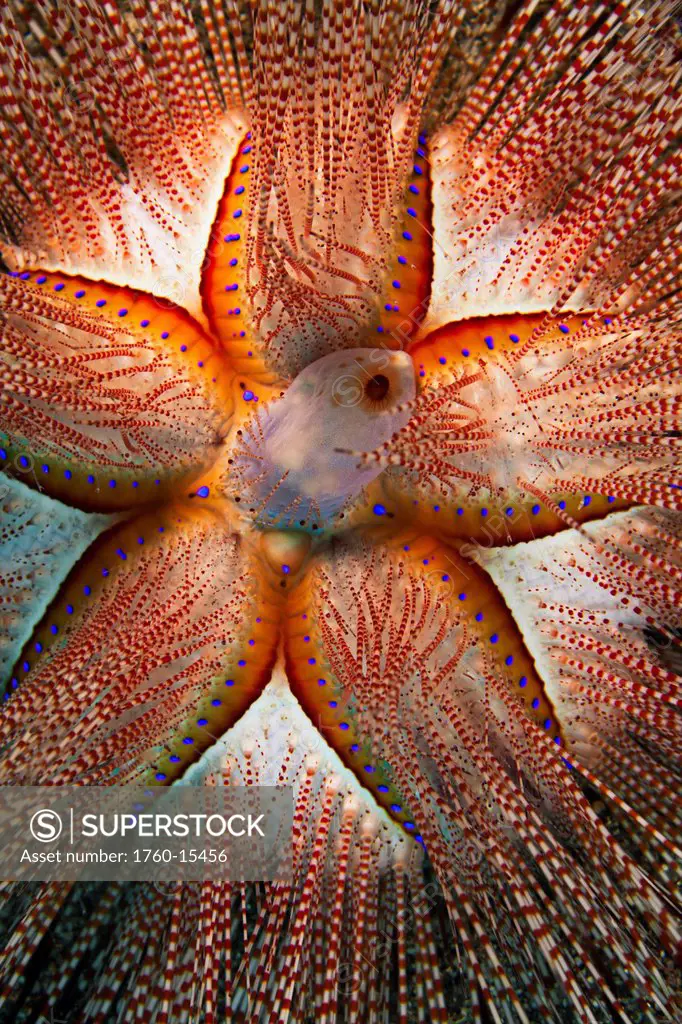 Hawaii, Maui, rare sighting of a blue_spotted sea urchin Astropyga radiata.