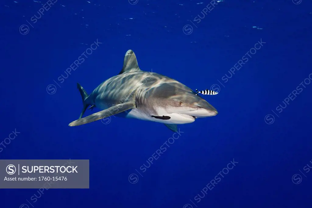 Hawaii, Big Island, Oceanic Whitetip Carcharhinus longimanus Shark cruises the open ocean with a pilot fish.