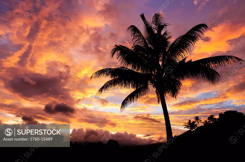 Fiji, Viti Levu Island, Sunrise and coconut palm tree.