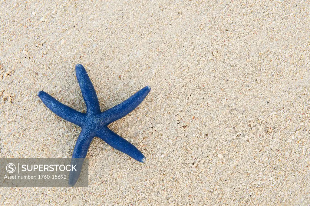 Fiji, Viti Levu Island, Blue sea star on beach at Shangri-La resort.