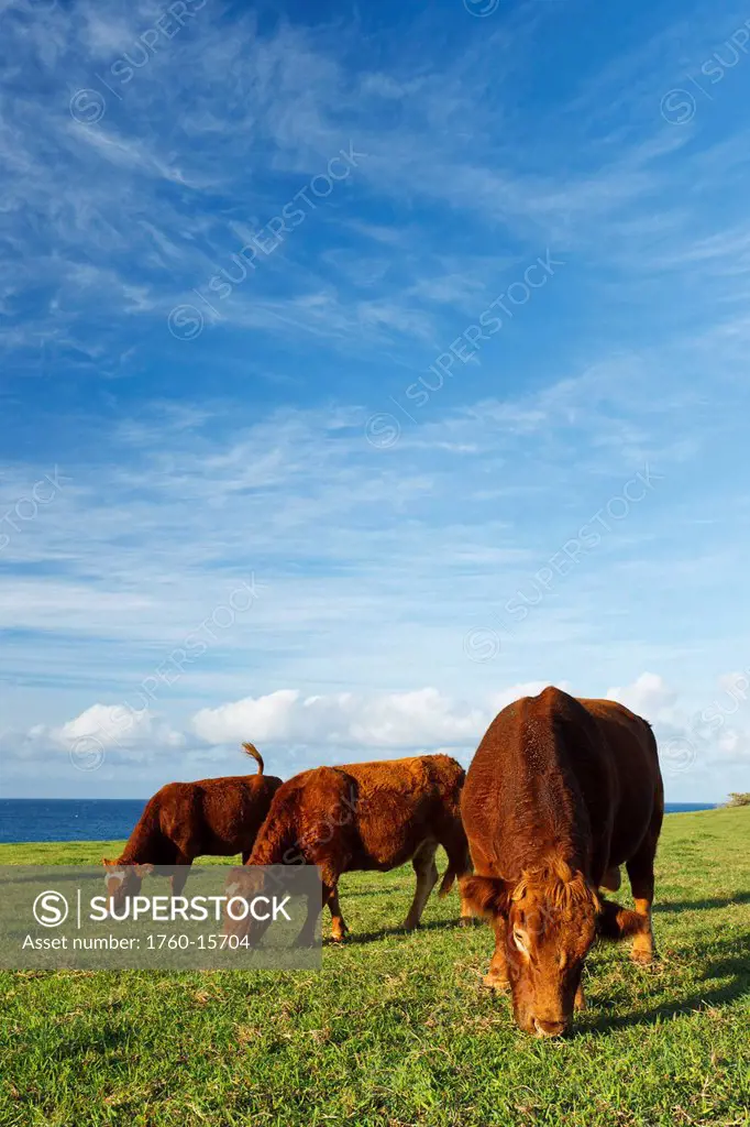 Hawaii, Maui, Ho´okipa, Cows grazing in pasture at sunset