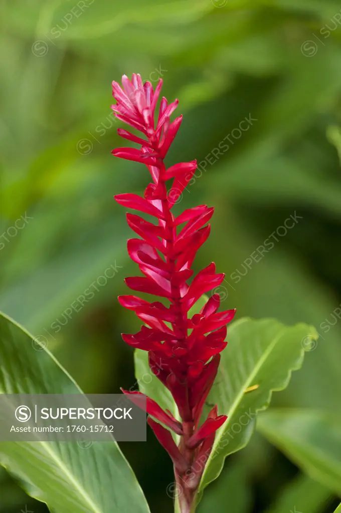Fiji, Viti Levu, Kula Eco Park, Red Ginger, (Alpinia Purpurata).