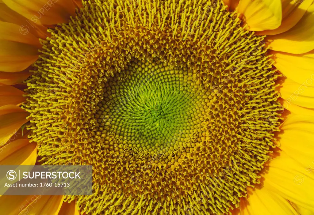 Hawaii, Oahu, Diamond Head, Sunflower (Helianthus annuus) close up.